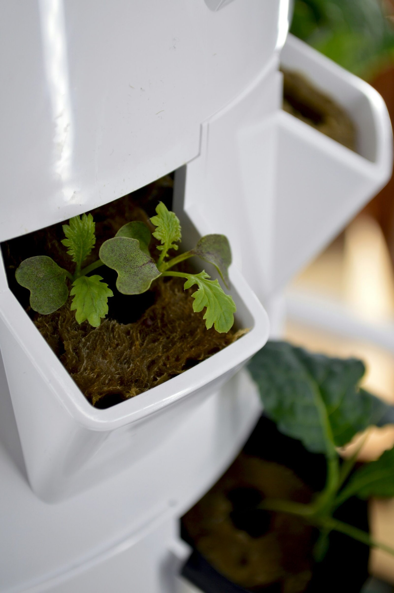 Step-by-Step Guide to Hydroponic Farming: Cultivating Plants Without Soil