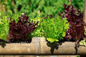 Various plants thriving in a Kratky Method hydroponic setup, showcasing their lush growth and healthy roots.