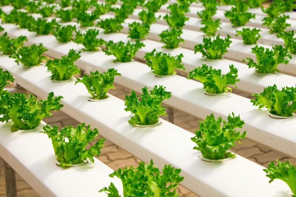 Which Plants Grow Best in Hydroponic Systems?