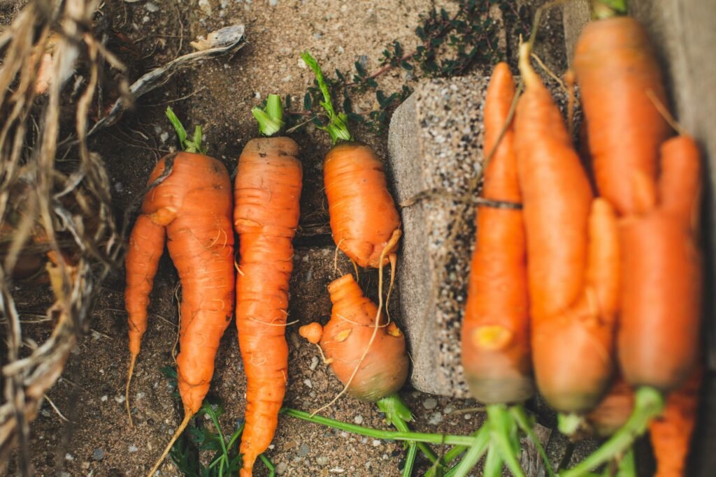 Can You Grow Root Vegetables in Hydroponics?