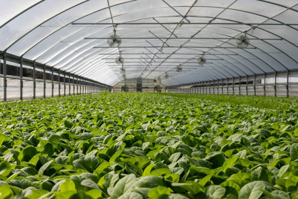 What Are the Environmental Benefits of Hydroponic Farming?