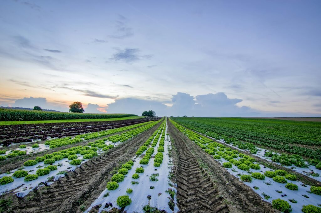 How Does Hydroponic Farming Compare to Traditional Soil Farming?