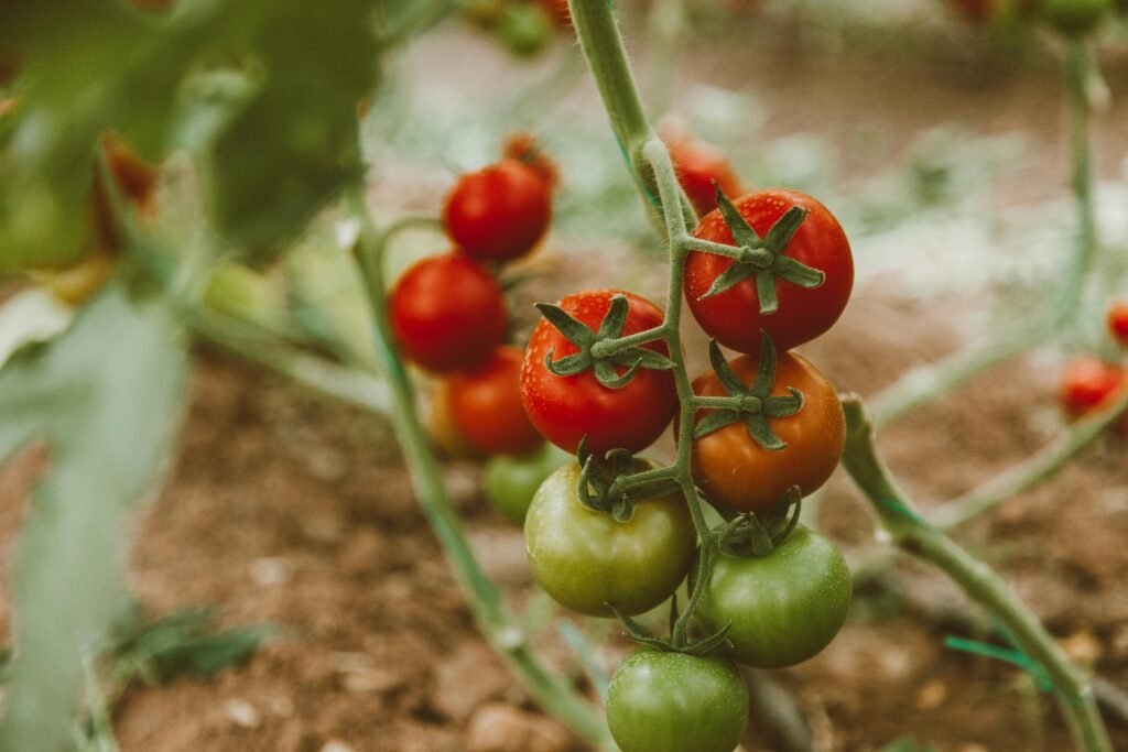 Can You Grow Fruit-Bearing Plants Hydroponically?