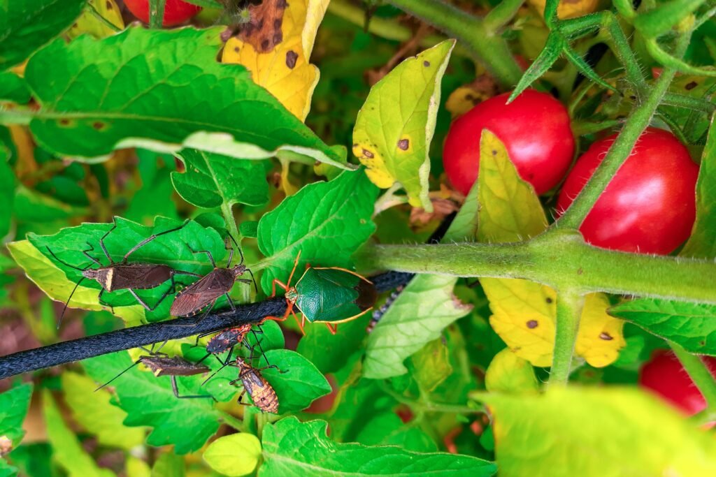 What are the disadvantages of hydroponic farming?